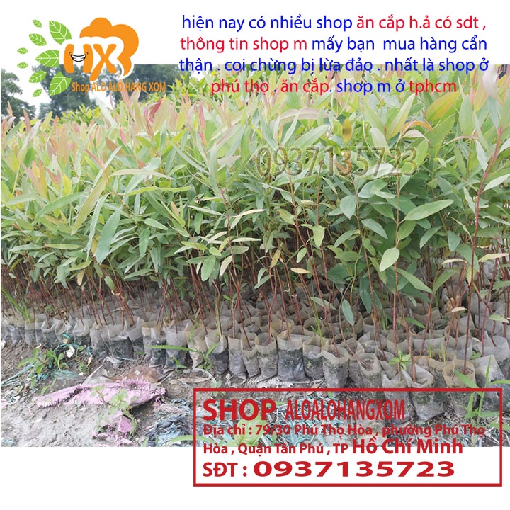 Cây khuynh diệp -combo 50 cây giống