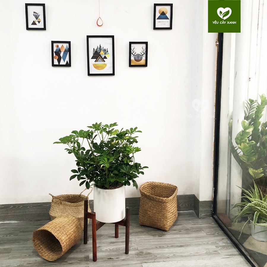 Cây Ngũ Gia Bì size nội thất trang trí văn phòng, nhà ở ( cây đuổi muỗi )
