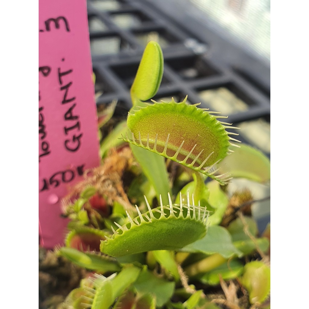 Venus flytrap D.m Towering Giant - Cây Bẫy Kẹp Tòa Tháp Khổng Lồ của Hắc Tê - Exotic Garden