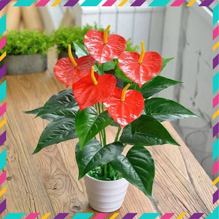CÂY HOA HỒNG MÔN YẾN SIZE LỚN CAO 50CM, 5 HOA ĐỎ - Trang trí