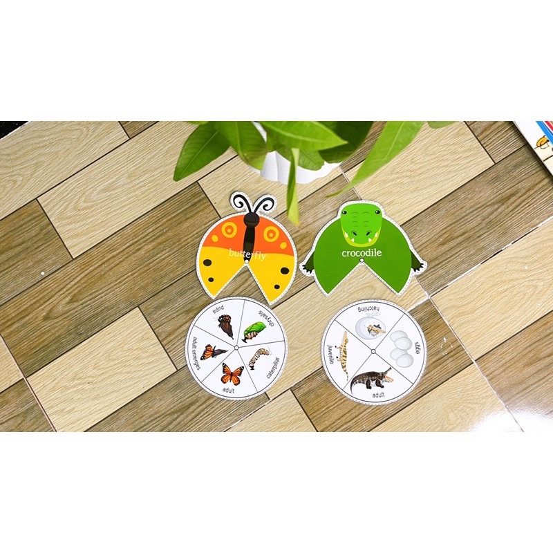 HỌC LIỆU Vòng đời các con vật