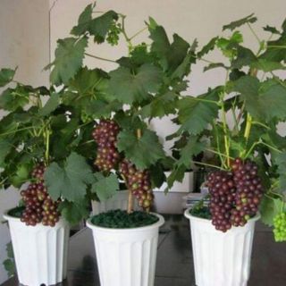 25Hạt Giống Nho Lùn F1 đã kích mầm+ kèm tài liệu hướng dẫn trồng cây( ảnh thật Khách mua giống về trồng đuoc 8 tháng