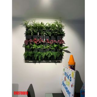 Chậu trồng cây trên tường (36 chậu và khung treo)