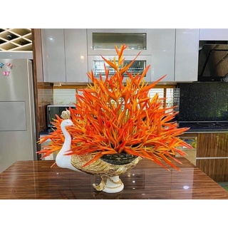 Com bo 20 gốc cây hoa chuối thiên điểu
