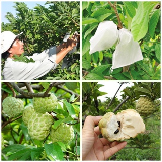 Túi bọc trái cây, bưởi, cam, mít, xoài, ổi, tránh côn trùng bảo vệ trái
