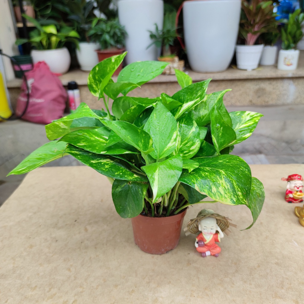 Vạn liên thanh đất (CÂY TRẦU BÀ) 3 loại màu khác nhau ,cây hút khí độc lọc không khí