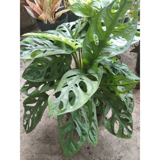 Trầu bà lỗ