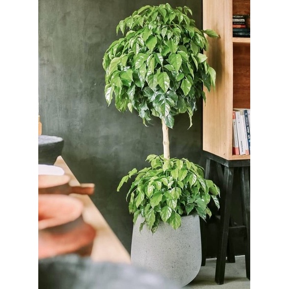 Cây Hạnh Phúc 2 tầng cao 1m5