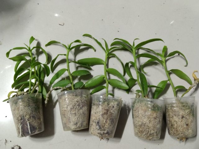 Lan Phi Điệp Giả Hạc Tím hàng mô Thái Lan