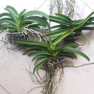 Hoa lan hải yến chậu 2 cây