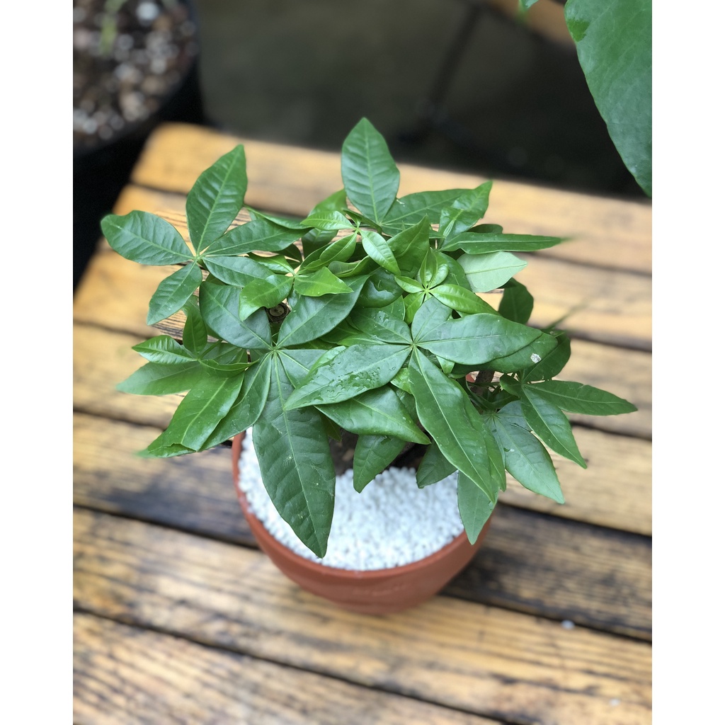 Cây Kim Ngân Xoắn phù hợp để bàn - cây trồng trong nhà, văn phòng, cửa hàng