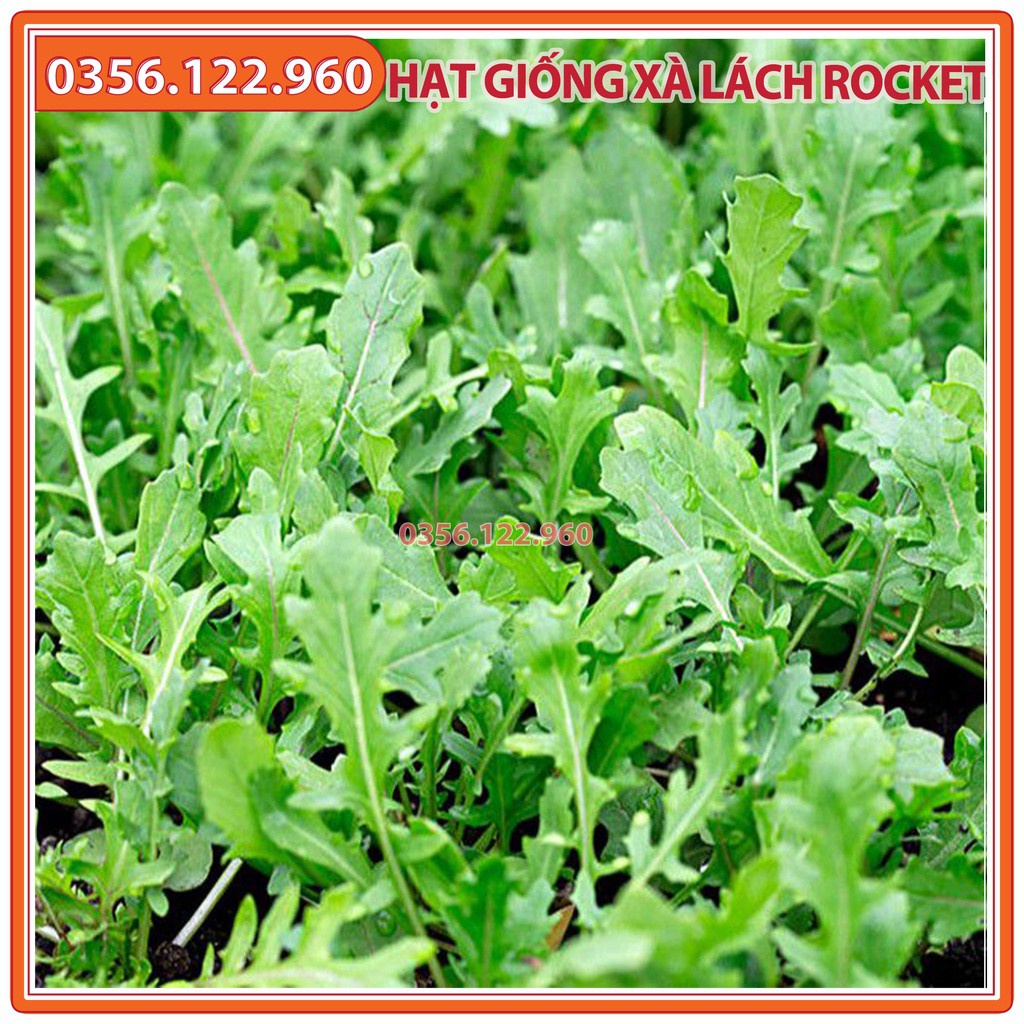 Hạt giống rau xà lách rocket, rau arugula - gói 2g - dễ trồng dễ chăm sóc