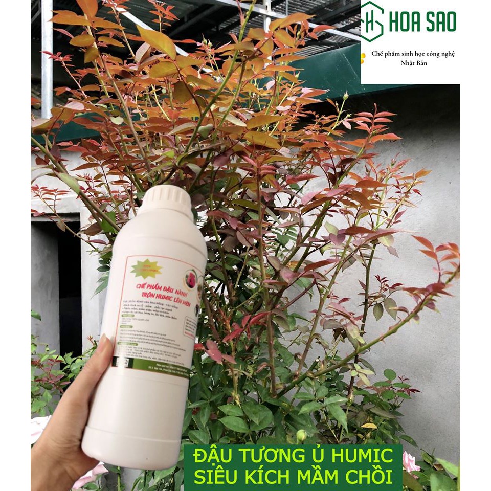 Chế phẩm đậu tương ủ trứng chuối Humic  Freeship  chế phẩm đậu nành humic, bật mầm, sai hoa