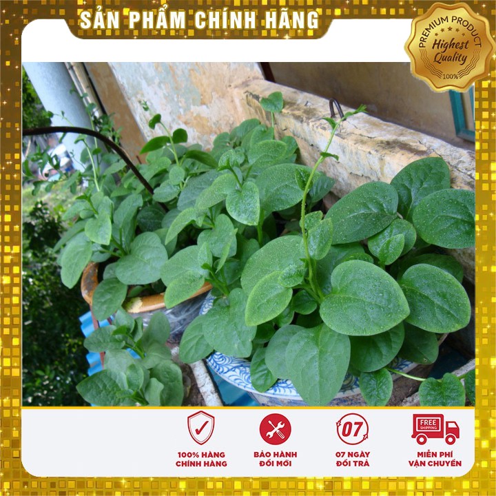 Hạt giống Rau Mồng Tơi Xanh(20 gram)