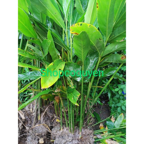 2 cây riềng làm giống
