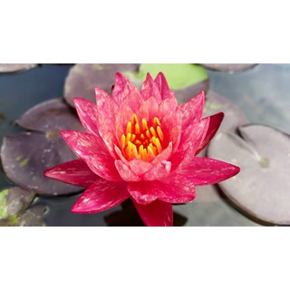 Cây hoa súng Thái lan Wanvisa V-17