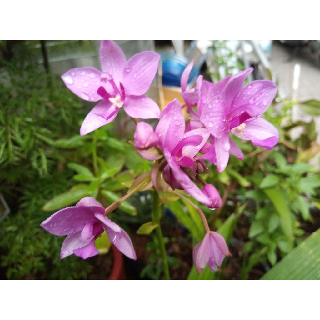 Hoa Địa Lan Chu Đình (Hoa màu tím cao từ 15cm-35cm)