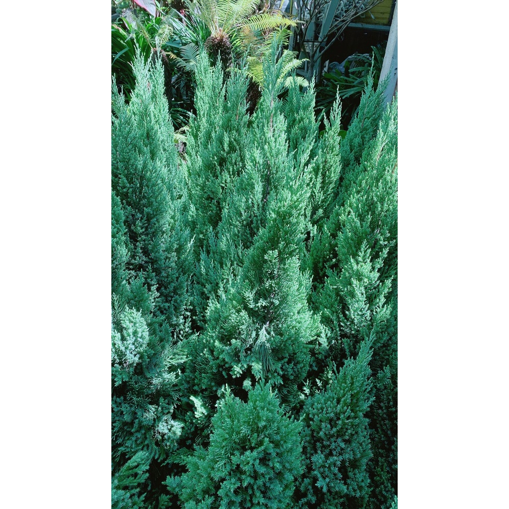 Cây Tùng Hàng Cao 1-1m1