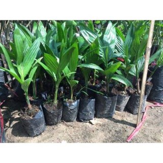 Cây giống cau tứ quý cho quả quanh năm