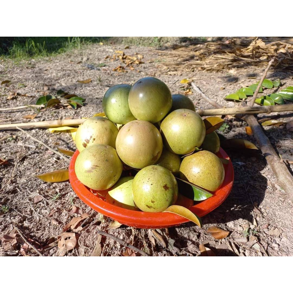 Cây Giống Vú Sữa Lò Rèn Giống .