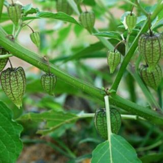 Cây thù lù phơi khô 1 ký