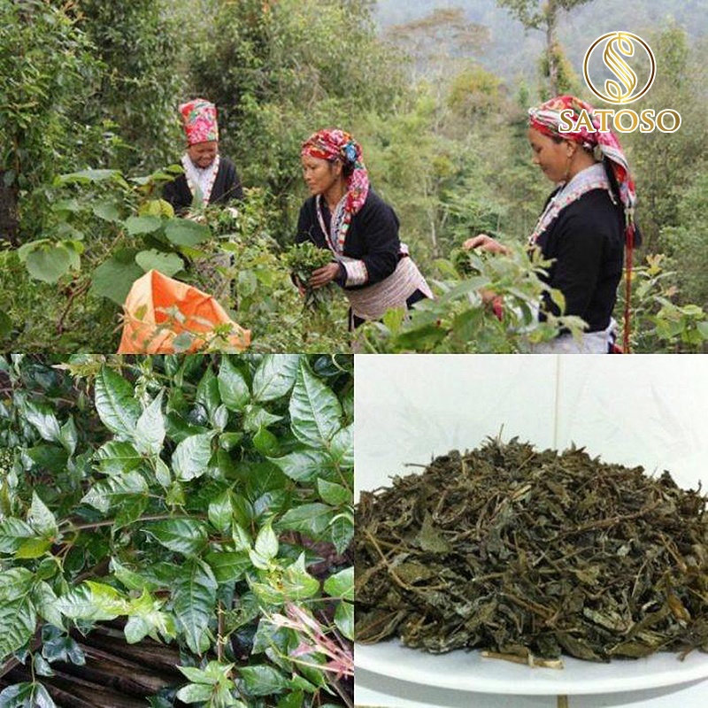 Chè dây Cao Bằng thượng hạng 1kg thanh lọc tốt cho sức khỏe SATOSO SA75