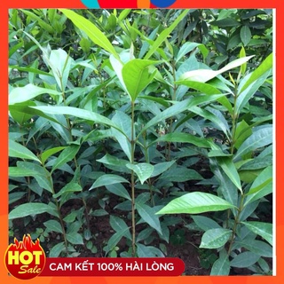 Cây Vối Nếp Giống ( 5 cây ) Dùng Pha Nước Uống Trồng Được Trong Chậu