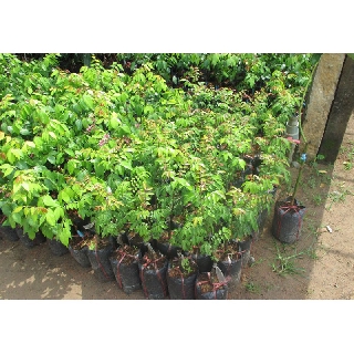 Sản phẩm KHẾ NGỌT siêu quả, NGỌT THƠM - hàng cây giống F1 + Tặng (0,3kg) phân hữu cơ cao cấp