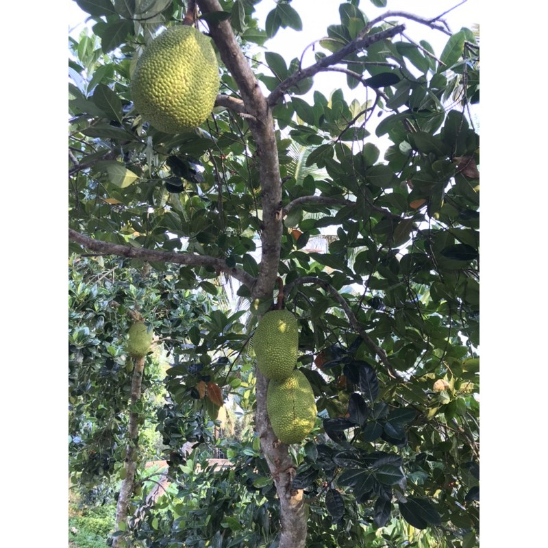 Trái mít non. 15k/kg