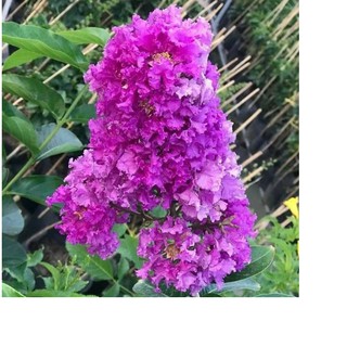 Bằng Lăng Tím, cây giống gửi đi nguyên bầu