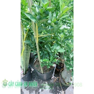 Cây Tắc Cho Sai Trái