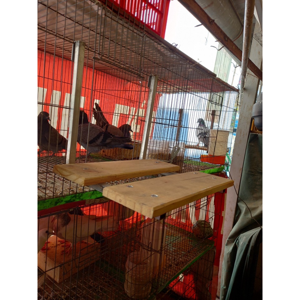 Kệ đứng cho chim, gà tre