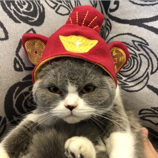 MŨ THÚ NGỘ NGHĨNH CHO CHÓ MÈO