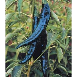 Hạt giống ớt sừng_Ớt tiêu xanh đen siêu cay nhập Thái Lan nguyên gói 0.5gr (~90 hạt) (Dark green pepper)