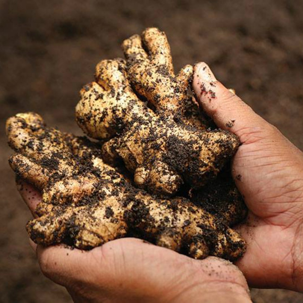 Dầu Gội Gừng trị rụng tóc Cocayhoala 500ml | BigBuy360 - bigbuy360.vn