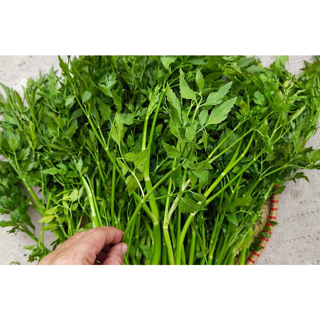 Rau cần tươi hữu cơ 200g