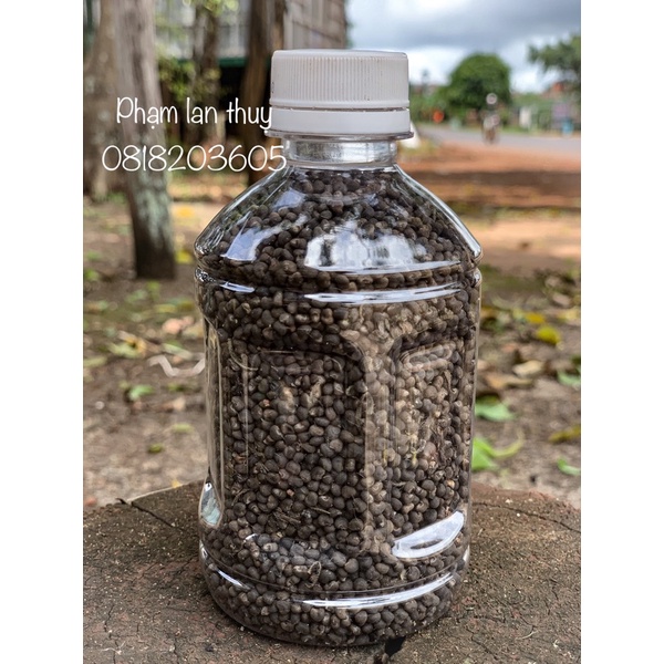 hạt giống Sâm Bố Chính