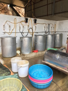 [NGONEP]Ngô nếp tẩm mật ong Sơn La