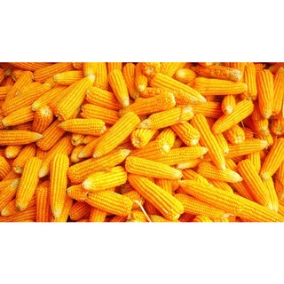 Đầu béc bình xịt DUDACO 1-2 lít