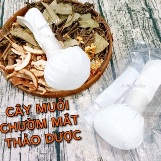 CÂY MUỐI CHƯỜM MẮT THẢO DƯỢC