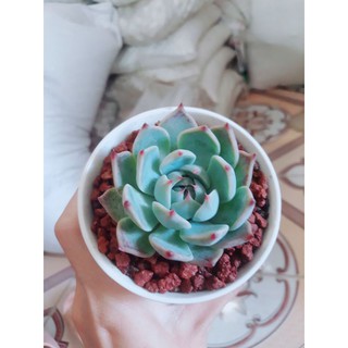 [1kg] [Lava - Đá nham thạch] Đá trồng sen đá xương rồng