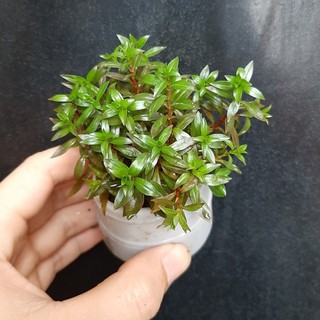 Cây Thủy sinh trang trí bể cá: Cây diệp tài hồng lá hẹp, bó 18 - 20 cây đã có rễ