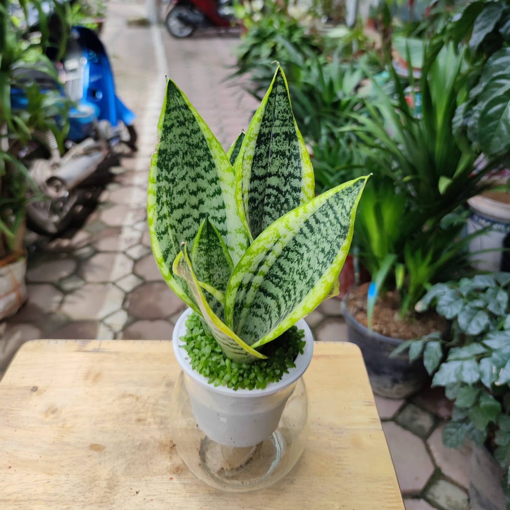 cây lưỡi hổ thủy sinh nền cỏ chậu thủy tinh cao cấp ,cây phong thủy lọc không khí trấn trạch cao 30-35cm