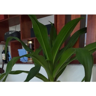 Lá cây náng hoa trắng tươi-gói 1kg