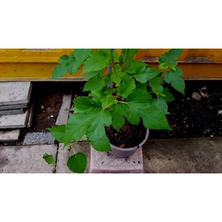 50H - HẠT GIỐNG DÂU TẰM