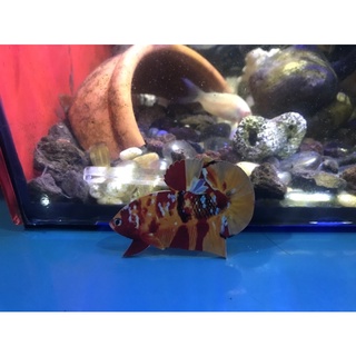 cây kè cá betta mô hình koi nemo nền vàng cam siêu vip @@ + đũa đã gắn đầy đủ phụ kiện!