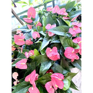 Cây Hồng môn ( 6 màu )