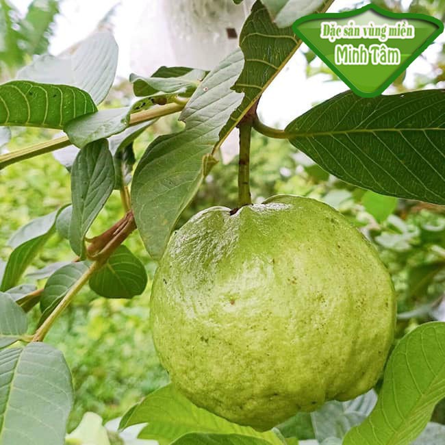 Ổi lê tươi ngon dòn ngọt 9 ít hạt [CHỈ GIAO TPHCM]