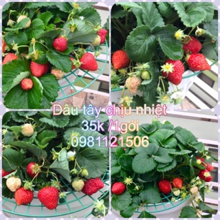 Hạt giống dâu tây chịu nhiệt. Combo 3 gói tặng 3 viên nén và kích mầm.