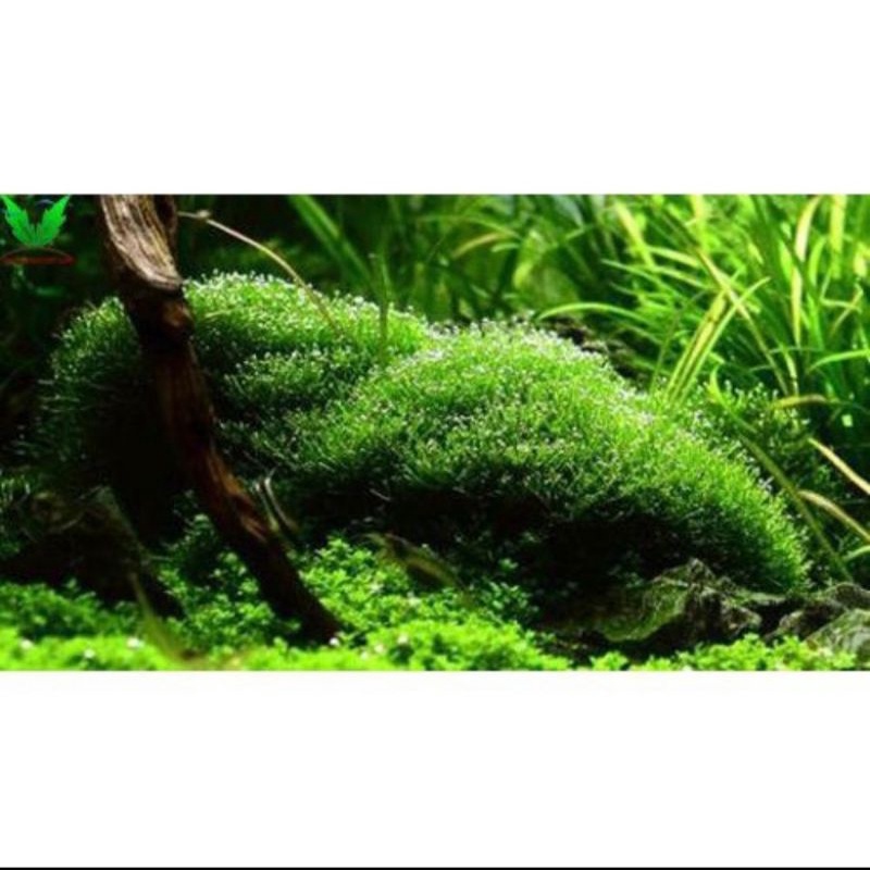Rêu mini taiwan, up fiss, flame, wepping lá nước. Các dòng rêu dán lũa bonsai